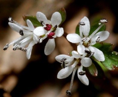 Erigenia bulbosa