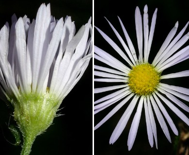 Erigeron annuus