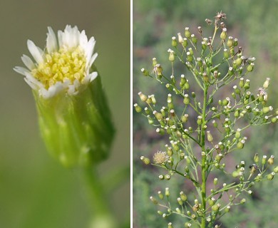 Erigeron canadensis