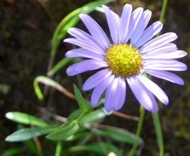 Erigeron cervinus