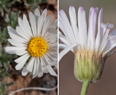 Erigeron compactus