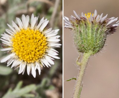 Erigeron compositus