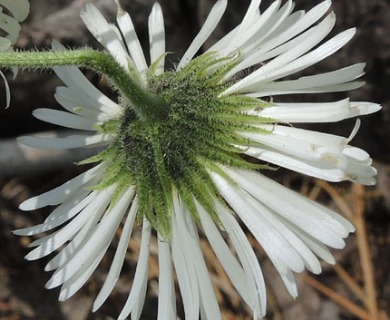 Erigeron coulteri