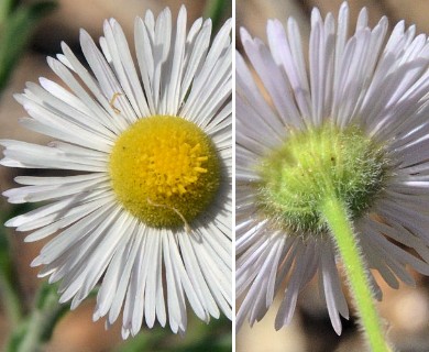 Erigeron divergens