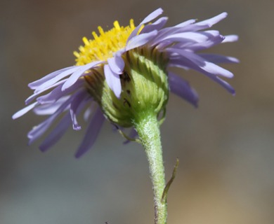 Erigeron foliosus