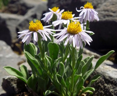 Erigeron garrettii