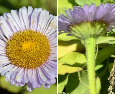 Erigeron glaucus