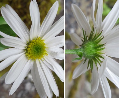 Erigeron howellii