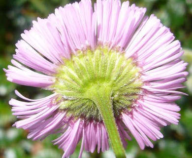 Erigeron philadelphicus