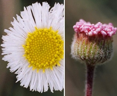 Erigeron procumbens