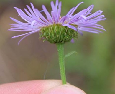 Erigeron speciosus