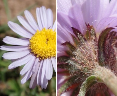 Erigeron ursinus