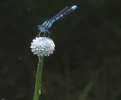 Eriocaulon aquaticum