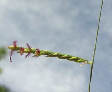 Eriochloa michauxii