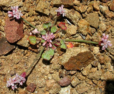 Eriogonum cithariforme