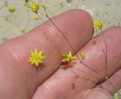 Eriogonum clavatum