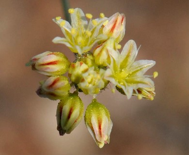 Eriogonum collinum