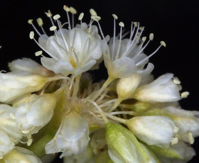 Eriogonum compositum