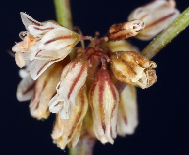 Eriogonum covilleanum