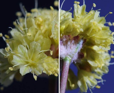 Eriogonum crosbyae