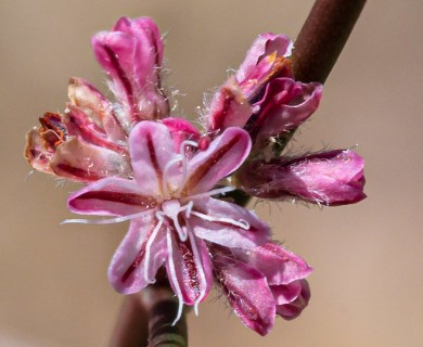 Eriogonum dasyanthemum