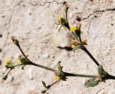 Eriogonum divaricatum