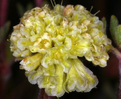 Eriogonum douglasii