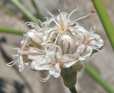 Eriogonum elatum