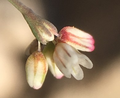 Eriogonum esmeraldense