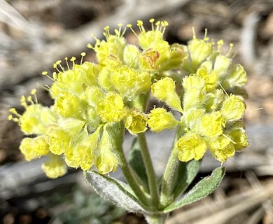 Eriogonum flavum