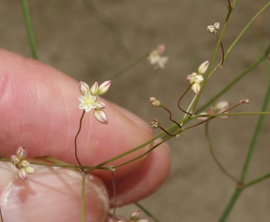 Eriogonum gordonii