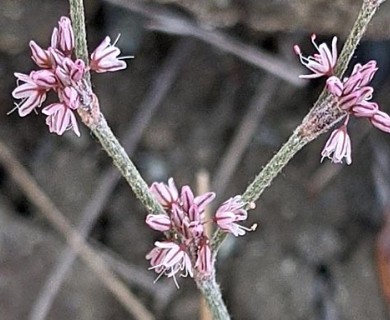 Eriogonum gracile