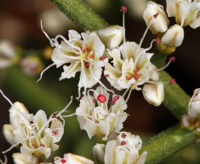 Eriogonum heermannii