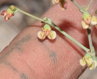 Eriogonum hookeri