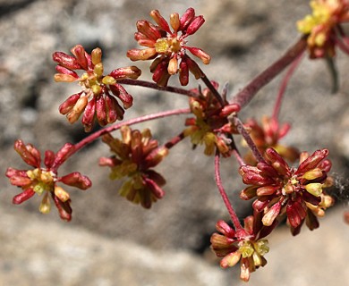 Eriogonum incanum