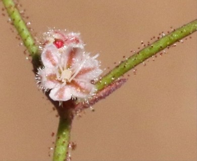 Eriogonum inerme