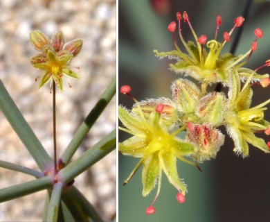 Eriogonum inflatum