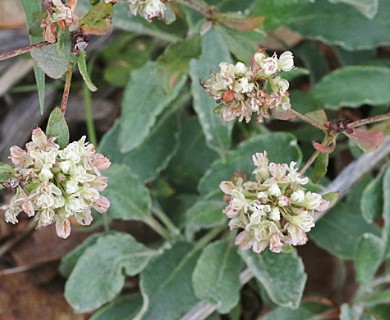 Eriogonum jamesii