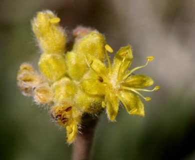 Eriogonum lachnogynum