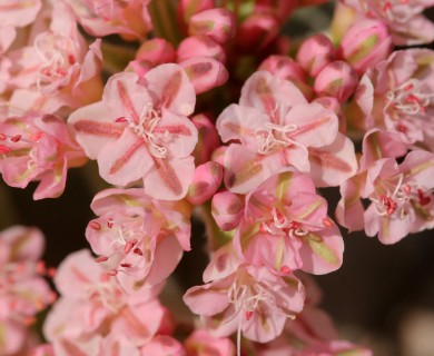 Eriogonum lobbii