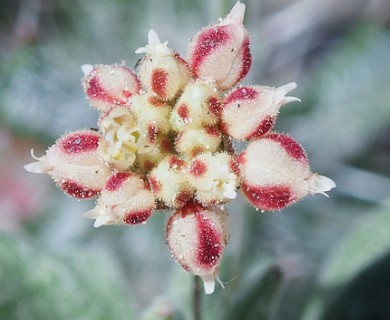 Eriogonum maculatum