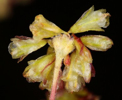 Eriogonum marifolium