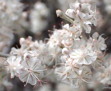 Eriogonum niveum