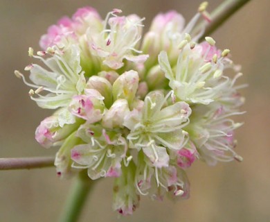 Eriogonum nudum