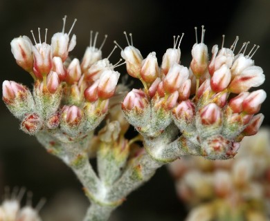 Eriogonum nummulare