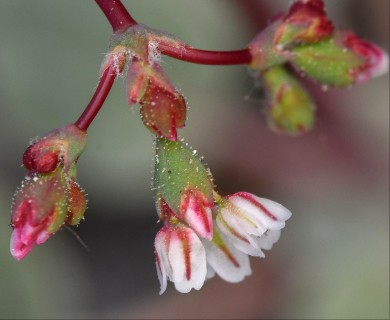 Eriogonum nutans