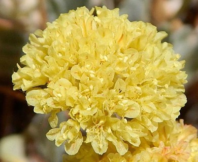 Eriogonum ochrocephalum