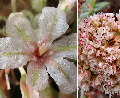 Eriogonum parvifolium