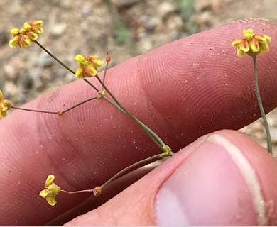 Eriogonum pusillum