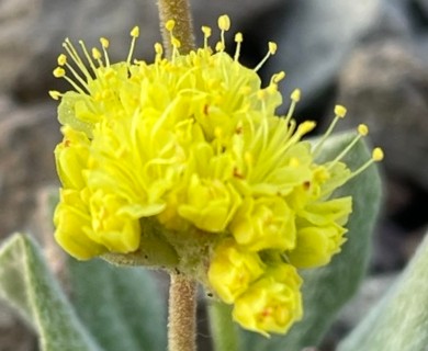 Eriogonum rosense